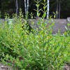 Ligustrum vulgare 'Atrovirens' - Harilik liguster 'Atrovirens' C5/5L
